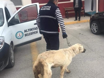 İNSAN OLMANIN YOLU YARATILMIŞ HERŞEYE SEVGI VE MERHAMET DUYMAKTIR...