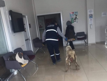 İNSAN OLMANIN YOLU YARATILMIŞ HERŞEYE SEVGI VE MERHAMET DUYMAKTIR...