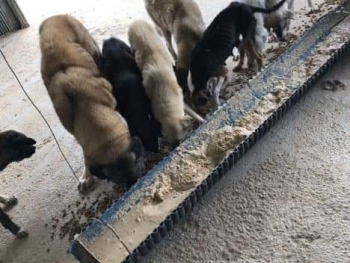 İNSAN OLMANIN YOLU YARATILMIŞ HERŞEYE SEVGI VE MERHAMET DUYMAKTIR...