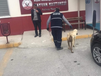 İNSAN OLMANIN YOLU YARATILMIŞ HERŞEYE SEVGI VE MERHAMET DUYMAKTIR...