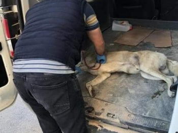 İNSAN OLMANIN YOLU YARATILMIŞ HERŞEYE SEVGI VE MERHAMET DUYMAKTIR...