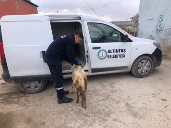 Yaralı ve hasta hayvanların rastgele yerlere bırakılmamasını, Belediyemize haber edilmesini önemle rica ediyoruz.