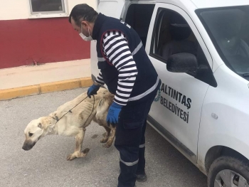 Yaralı ve hasta hayvanların rastgele yerlere bırakılmamasını, Belediyemize haber edilmesini önemle rica ediyoruz.