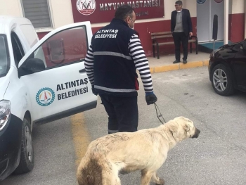 Yaralı ve hasta hayvanların rastgele yerlere bırakılmamasını, Belediyemize haber edilmesini önemle rica ediyoruz.