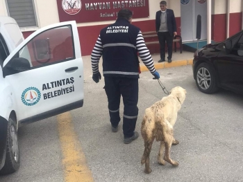 Yaralı ve hasta hayvanların rastgele yerlere bırakılmamasını, Belediyemize haber edilmesini önemle rica ediyoruz.