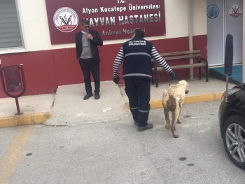 Yaralı ve hasta hayvanların rastgele yerlere bırakılmamasını, Belediyemize haber edilmesini önemle rica ediyoruz.