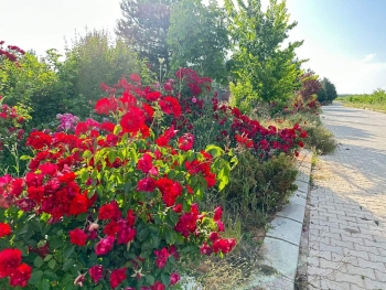 Belediye Mesire Alanımız Huzur Veren Güzelliğiyle Sizleri Bekliyor...