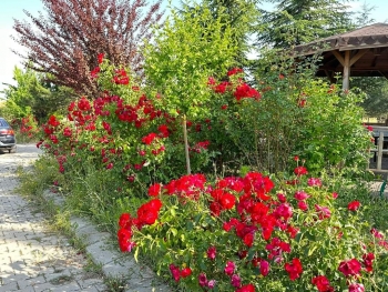 Belediye Mesire Alanımız Huzur Veren Güzelliğiyle Sizleri Bekliyor...