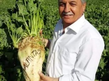 Pancarın Başkenti  Altıntaş...
